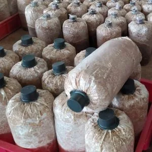 Phôi Nấm Bào Ngư Xám Và Trắng