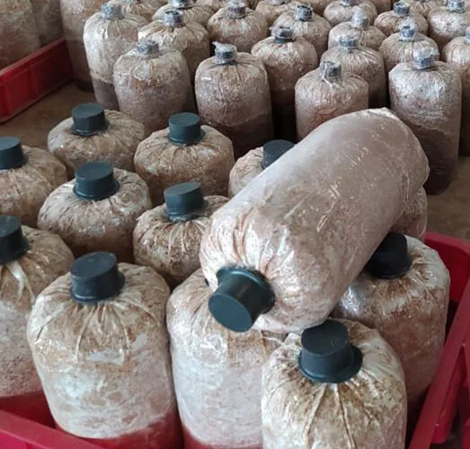 Phôi Nấm Bào Ngư Xám Và Trắng Phôi Nấm Bào Ngư Xám Và Trắng