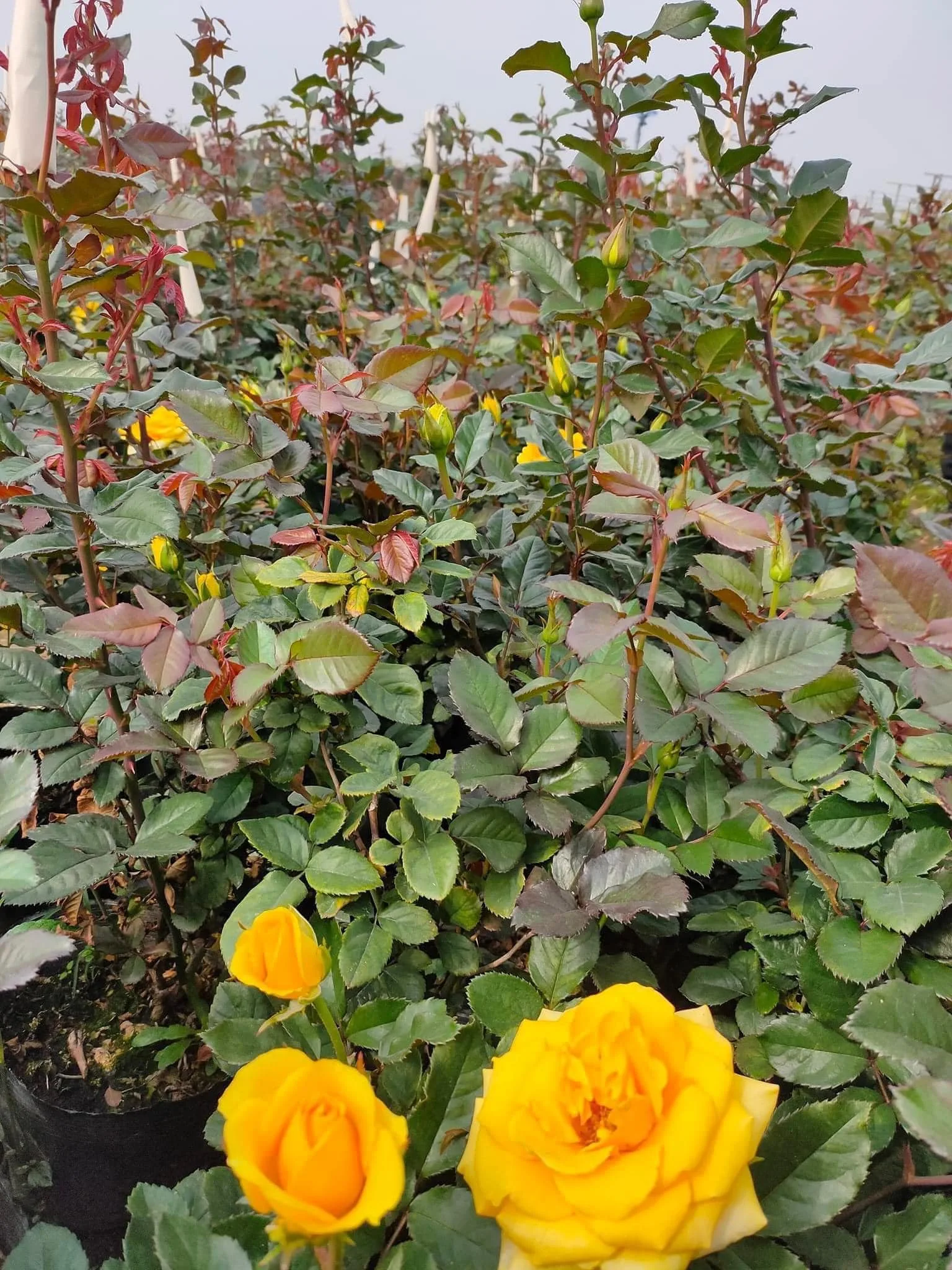 Phân bón lá Flower Power: Dưỡng lá cho hoa cảnh, cây cảnh - Hình ảnh 7