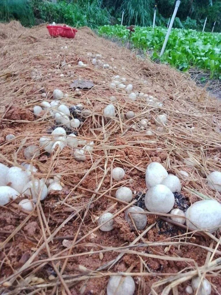 Meo Nấm Rơm Giống Địa Phương