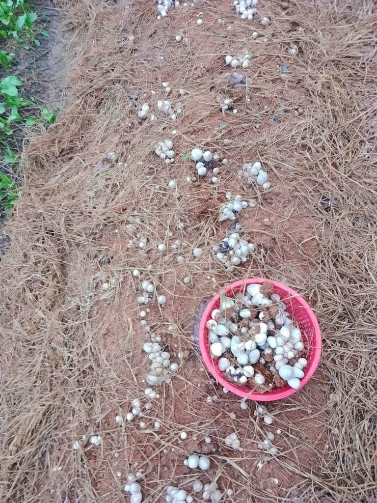 Meo Nấm Rơm Giống Địa Phương