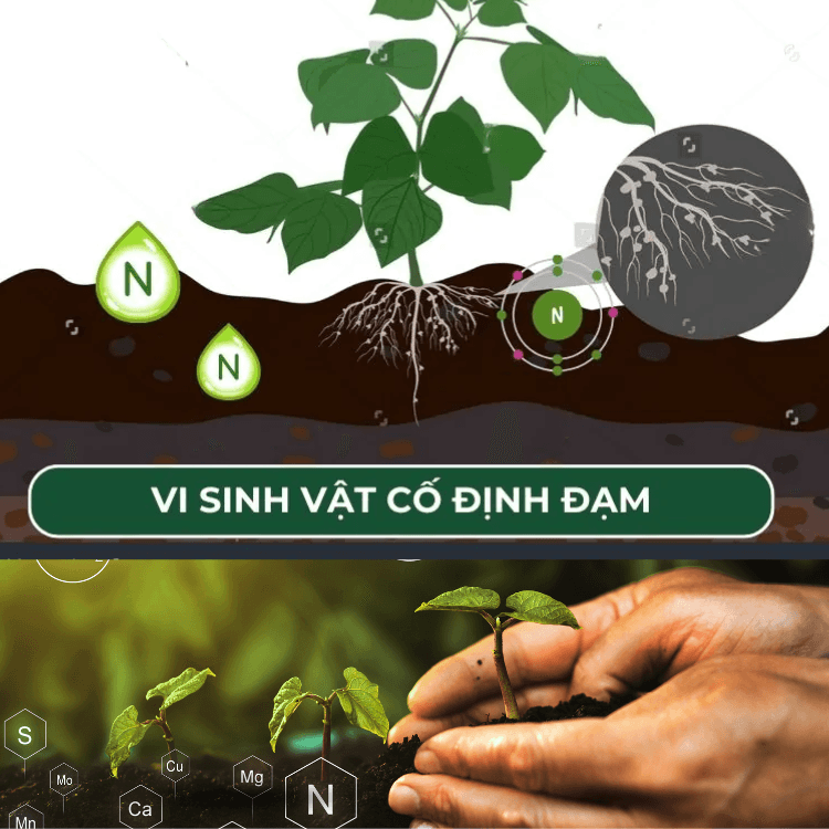 Phân vi sinh vật cố định Đạm: Đạm Sinh Học