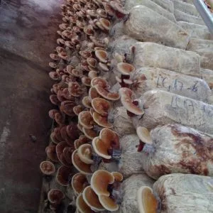 PHÔI NẤM LINH CHI ( 1.200g/ bịch)