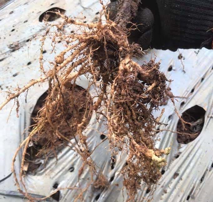 [Xô 2KG] Nấm săn tuyến trùng rễ trong đất : Nema