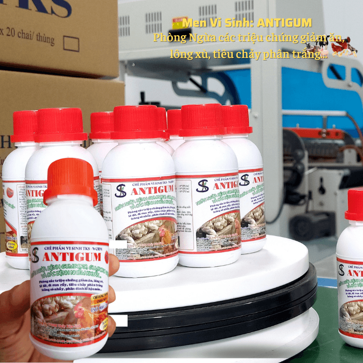 Men vi sinh trị bệnh Gumboro ở gà, vịt,... ANTIGUM 100ml
