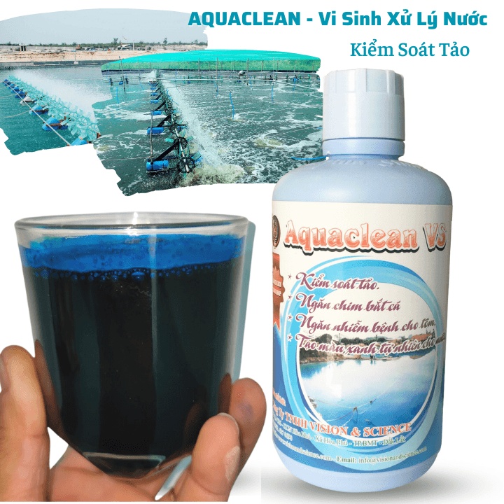 AQUACLEAN: Men vi sinh ổn định màu nước ao nuôi trồng thủy sản AQUACLEAN: Men vi sinh ổn định màu nước ao nuôi trồng thủy sản