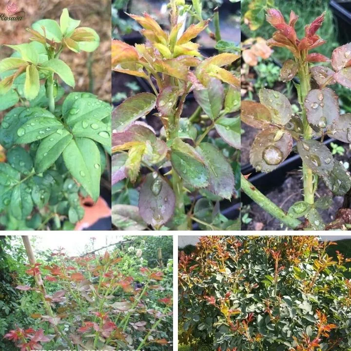 Phân bón lá Flower Power: Dưỡng lá cho hoa cảnh, cây cảnh - Hình ảnh 6