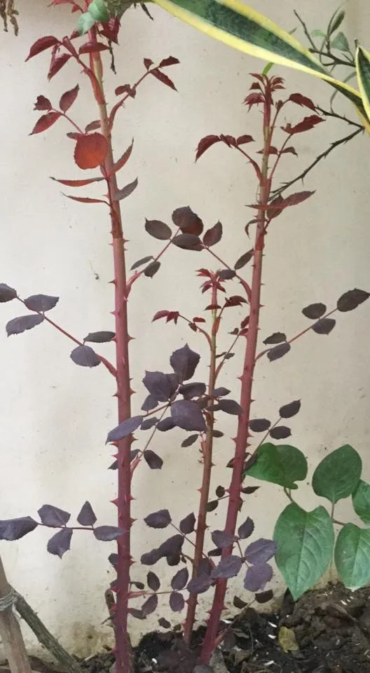 Phân bón lá Flower Power: Dưỡng lá cho hoa cảnh, cây cảnh - Hình ảnh 8