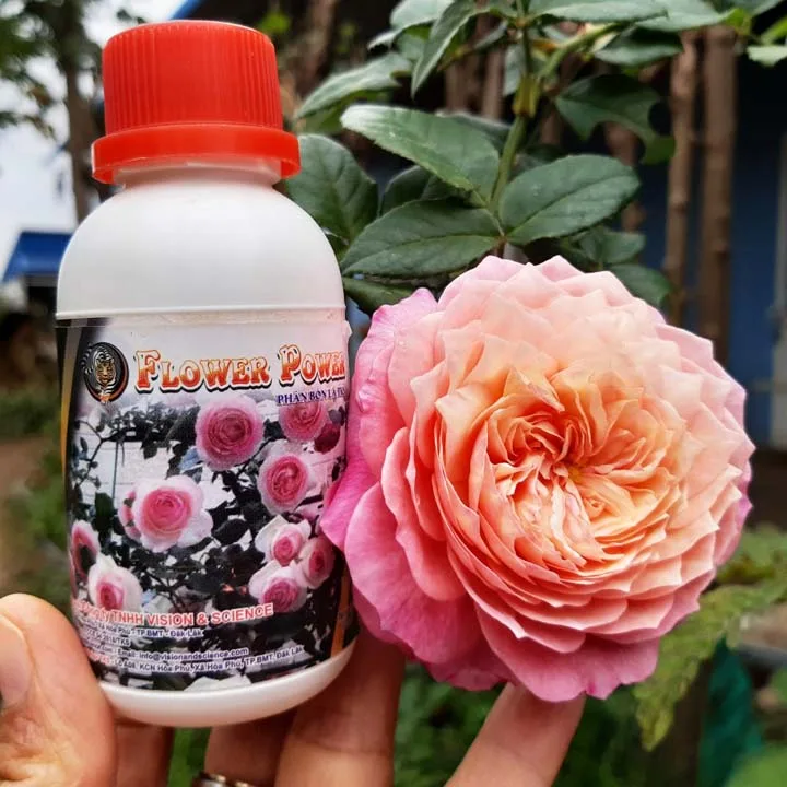 Phân bón lá Flower Power: Dưỡng lá cho hoa cảnh, cây cảnh - Hình ảnh 5
