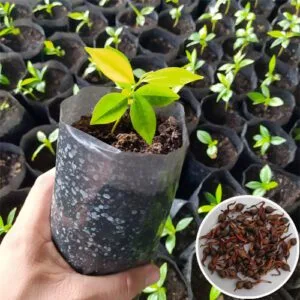 Giống cây gió bầu