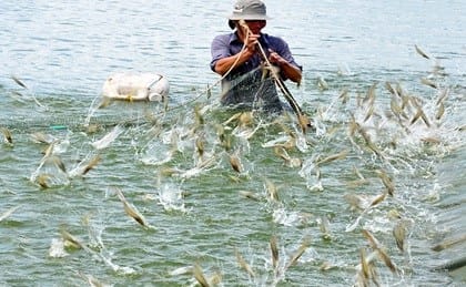 Men vi sinh nhanh lớn chuyên dùng cho Tôm Men vi sinh nhanh lớn chuyên dùng cho Tôm