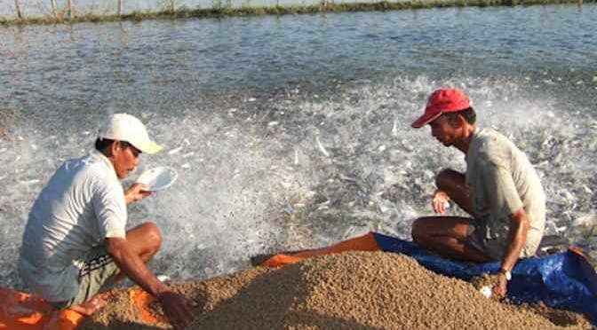 Men vi sinh nhanh lớn chuyên dùng cho Tôm Men vi sinh nhanh lớn chuyên dùng cho Tôm