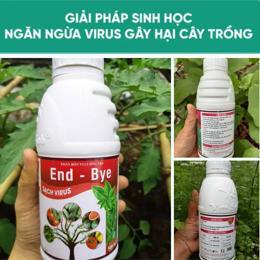 ENDBYE: Chế Phẩm Đặc Trị Virus Khảm Lá, Xoăn Chùn Ngọn kham la da co end bye 4
