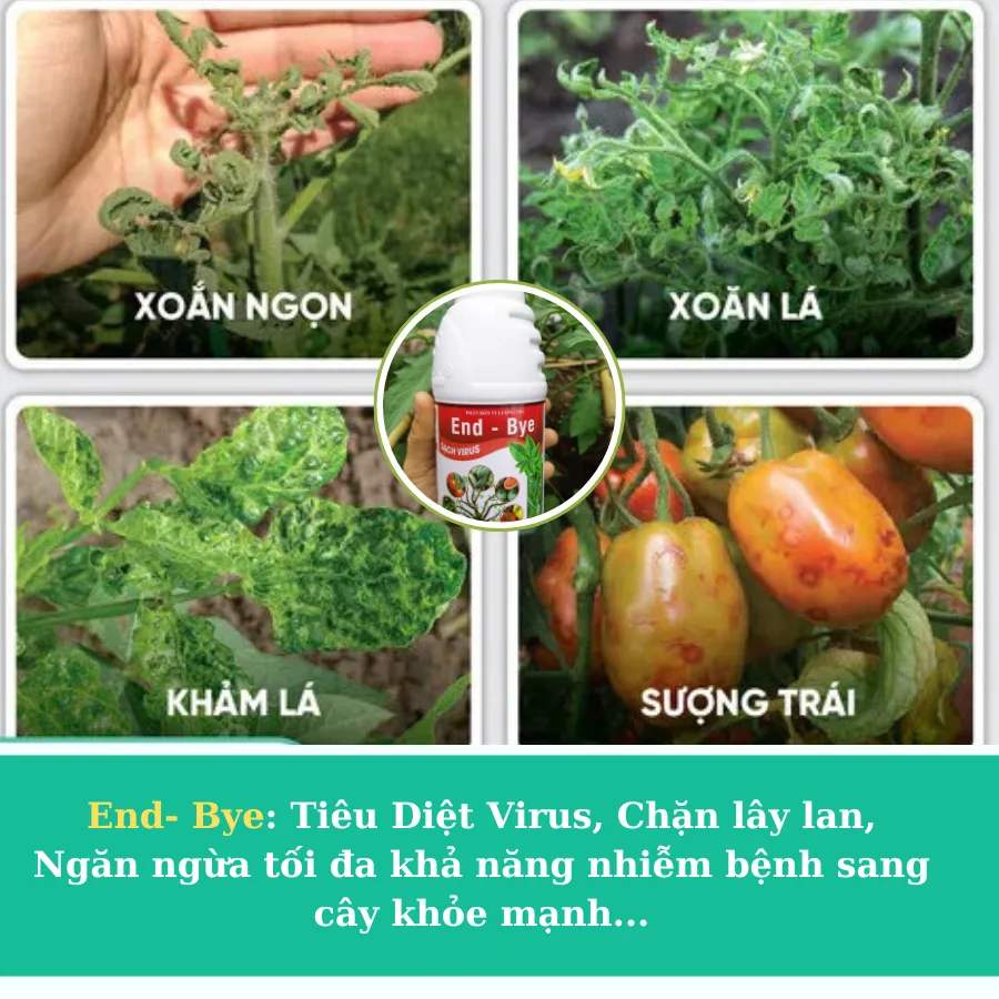 ENDBYE: Chế Phẩm Đặc Trị Virus Khảm Lá, Xoăn Chùn Ngọn kham la da co end bye 5