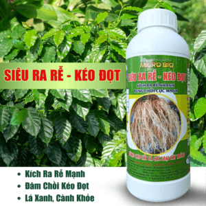 kich re keo dot 2