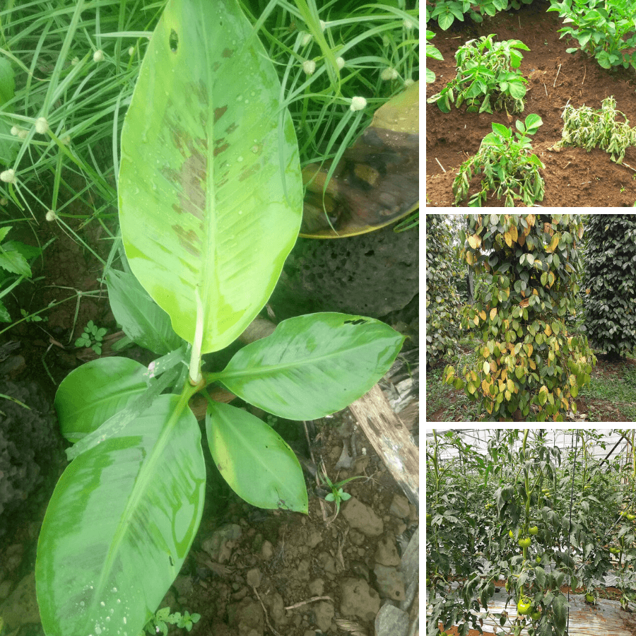 Bio PSEUDOMONAS dạng bột: Trừ nấm Phytopthora, Fusarium,...