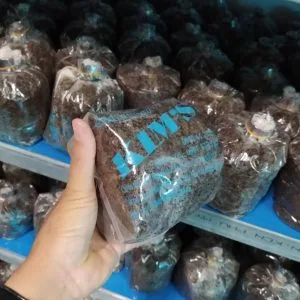 Meo Nấm Rơm Giống Địa Phương