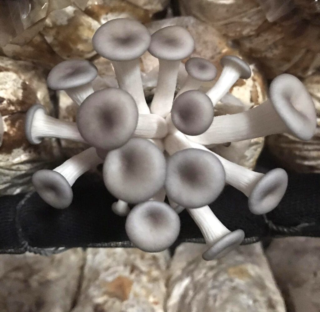 PHÔI NẤM SÒ THÁI - BẢO NGỌC ( 1.200g/ Bịch)