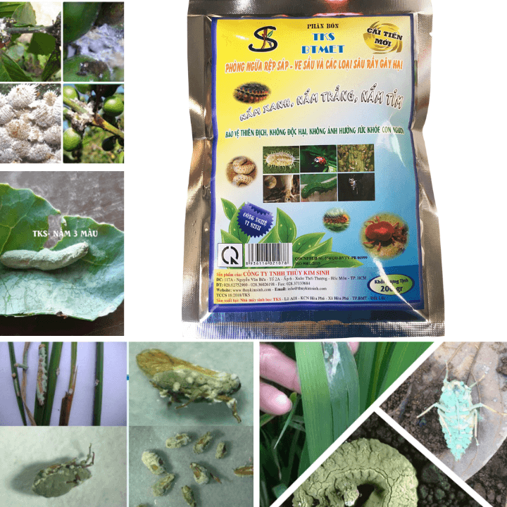 Đặc trị rệp sáp trắng, đen, sau rầy... Nấm 3 màu (BTMET)