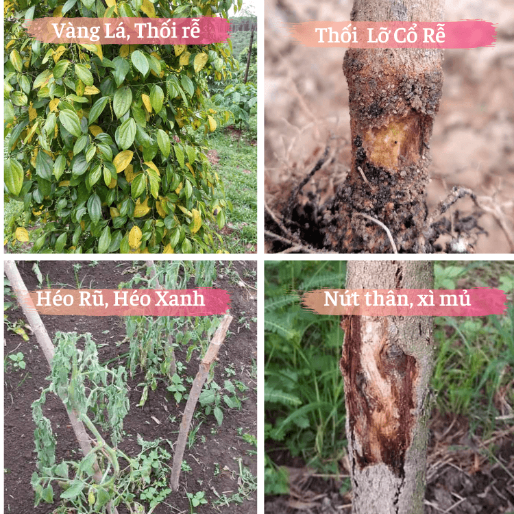 Phòng ngừa bệnh thối rễ, thối lở cổ rễ, vàng lá, héo xanh,...