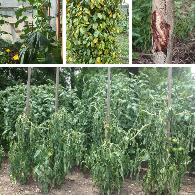 Phòng ngừa bệnh thối rễ, thối lở cổ rễ, vàng lá, héo xanh,...