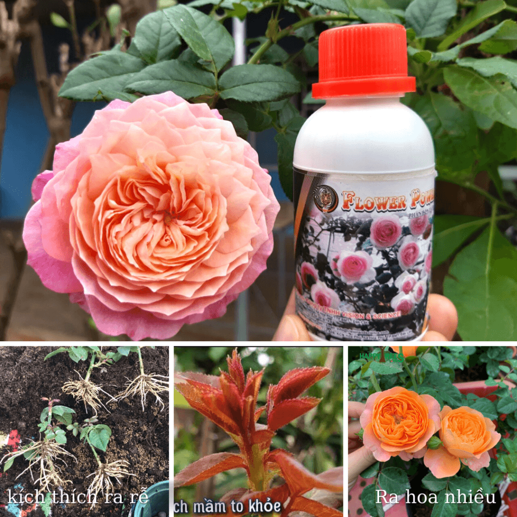 Combo 5 Loại Phân Bón Cây Cảnh, Hoa Cảnh Tốt Nhất, Rẻ