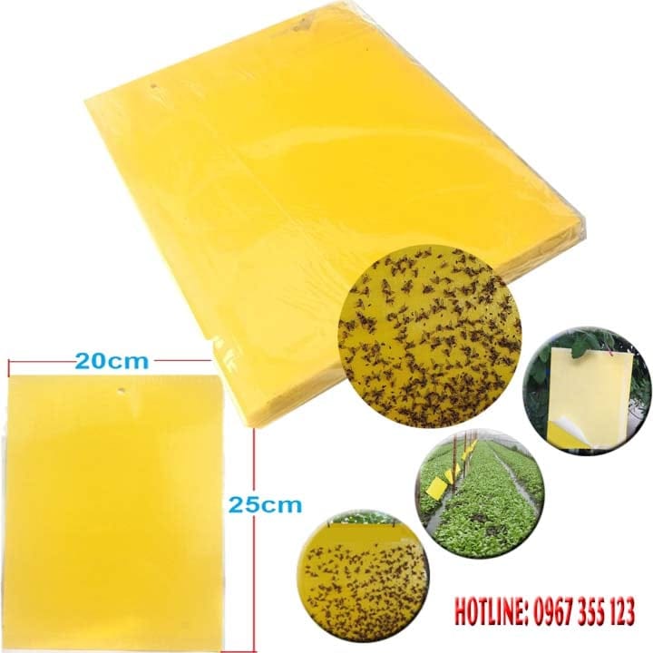 [Xấp 20 Miếng] Miếng dán Ruồi vàng, Côn Trùng Chích Hút