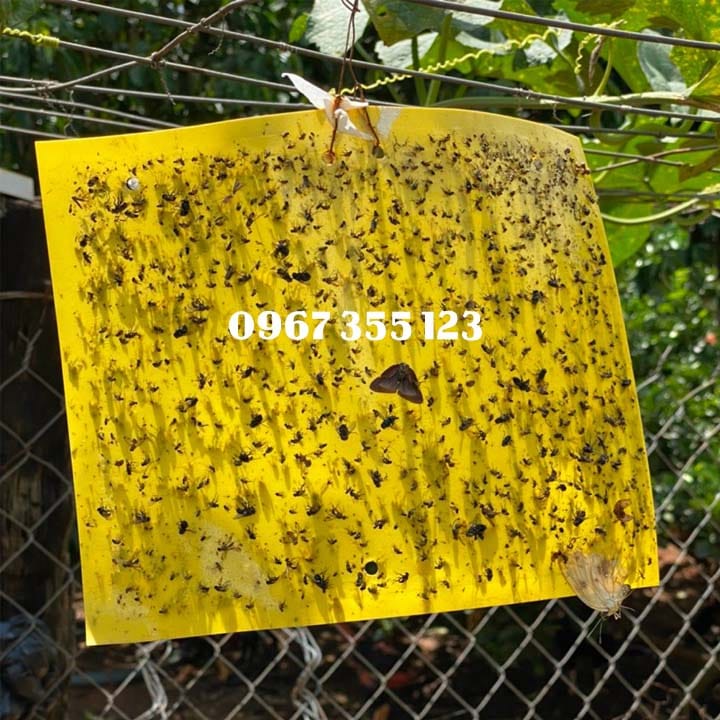 [Xấp 20 Miếng] Miếng dán Ruồi vàng, Côn Trùng Chích Hút