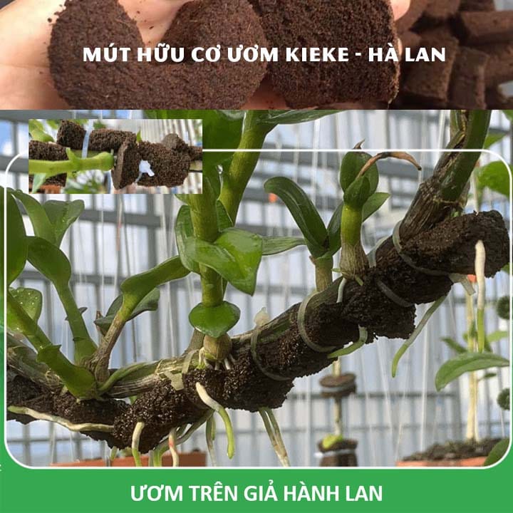 [10 viên] Mút hữu cơ Kích Kie trên giả hành Lan vườn ươm