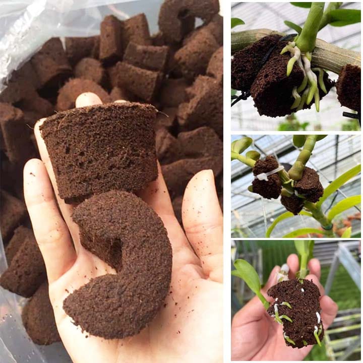 [10 viên] Mút hữu cơ Kích Kie trên giả hành Lan vườn ươm