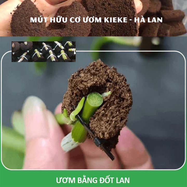 [10 viên] Mút hữu cơ Kích Kie trên giả hành Lan vườn ươm