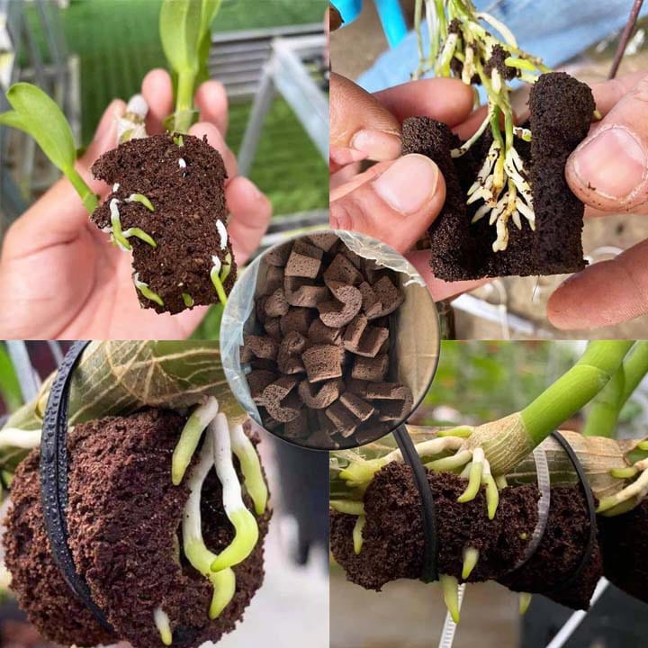 [10 viên] Mút hữu cơ Kích Kie trên giả hành Lan vườn ươm