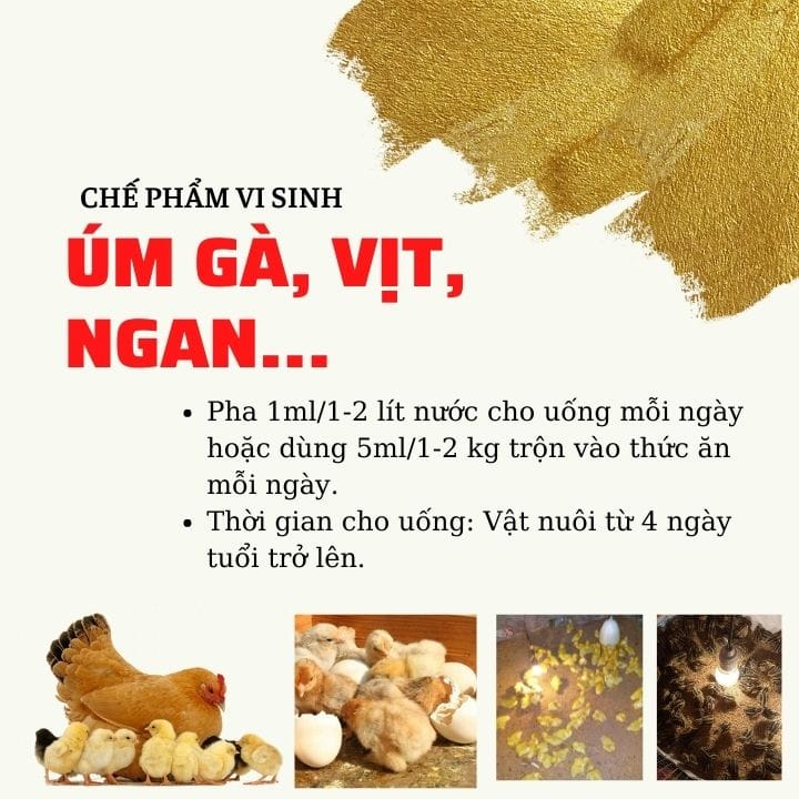 TKS Úm vi sinh: Thuốc ÚM gà con vịt con, gia cầm tốt nhất