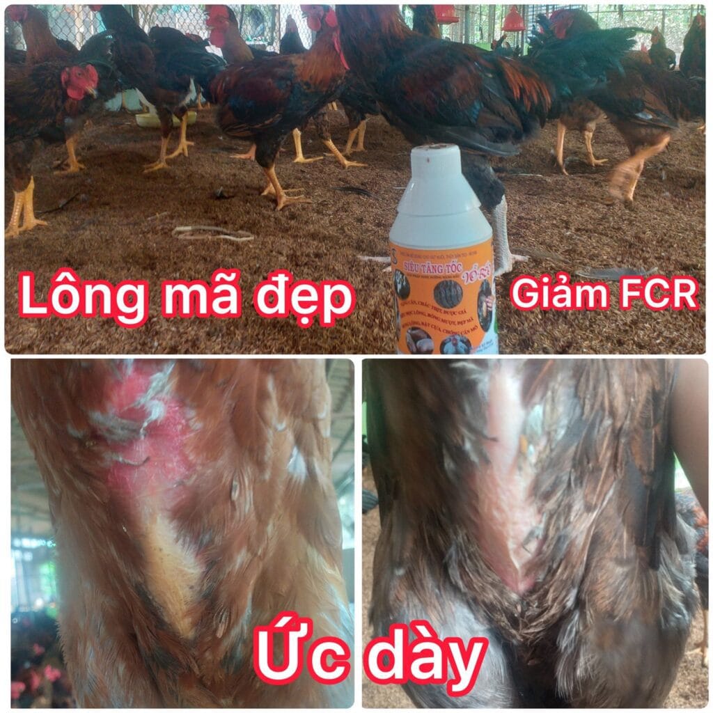 Thức Ăn Chăn Nuôi Thủy Sản, Gia Cầm, Gia Súc Siêu Vỗ Béo