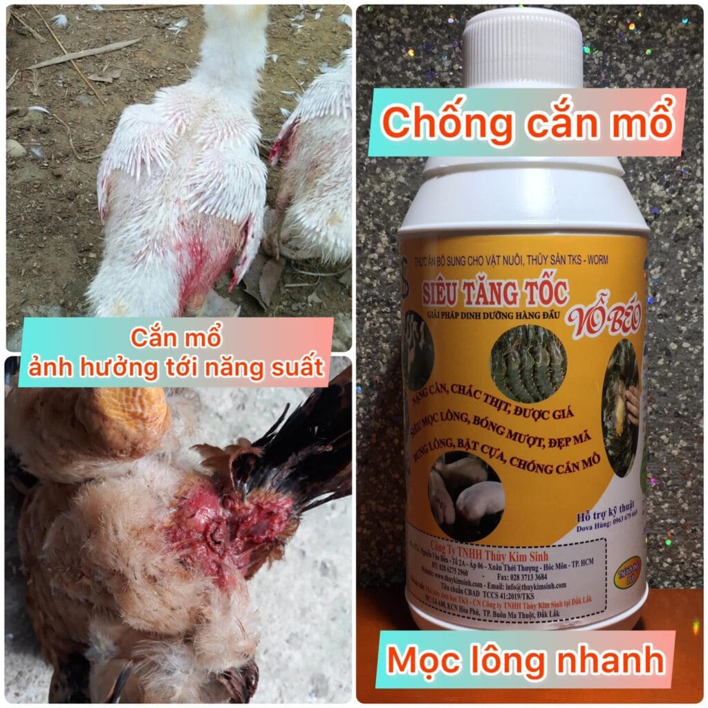 Thức Ăn Chăn Nuôi Thủy Sản, Gia Cầm, Gia Súc Siêu Vỗ Béo