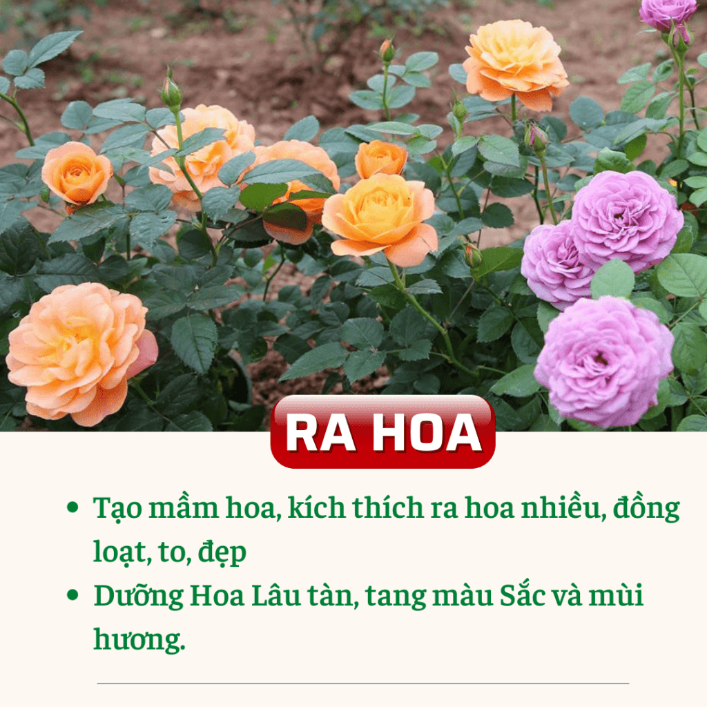 Thuốc Kích Hoa, Dưỡng Hoa Lâu Tàn TKS QUICK - Ra Hoa