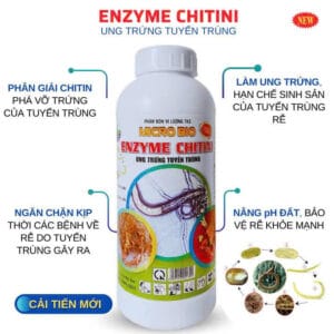enzyme chitini 3
