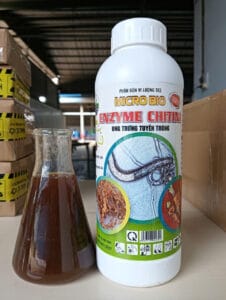enzyme chitini 9