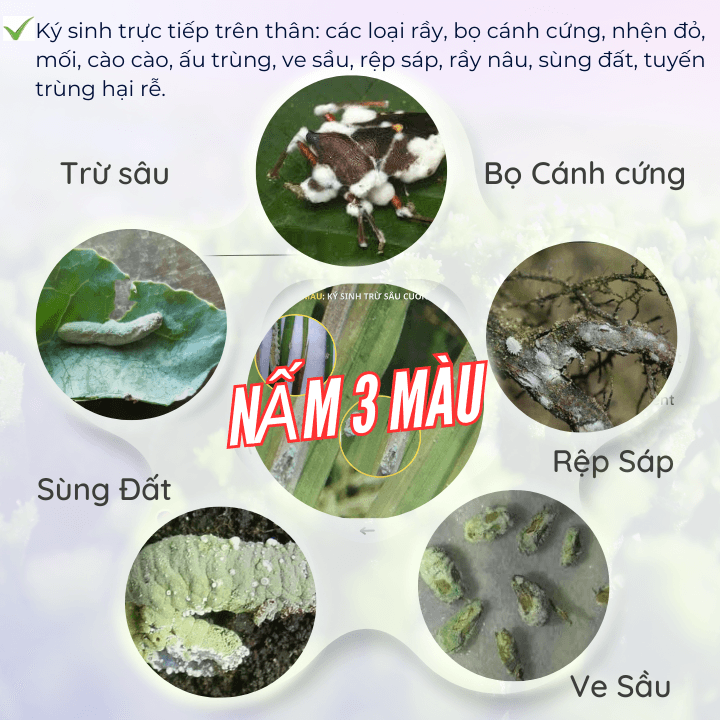 huong dan sd nam 3 mau 2