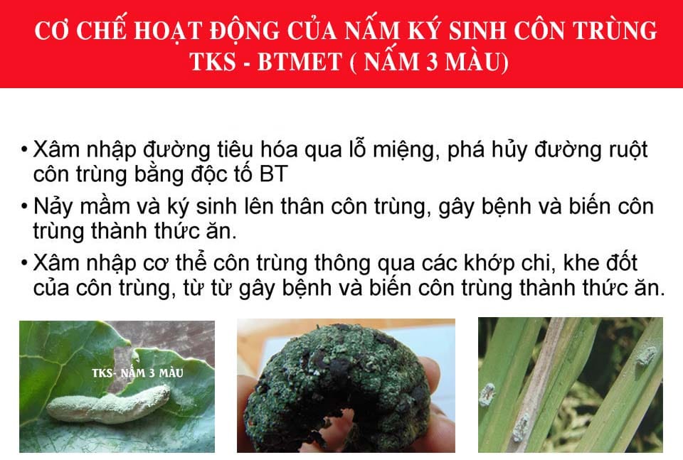 Nấm 3 Màu Bacillus TKS – Ngăn Chặn Cắn Phá Của Côn Trùng
