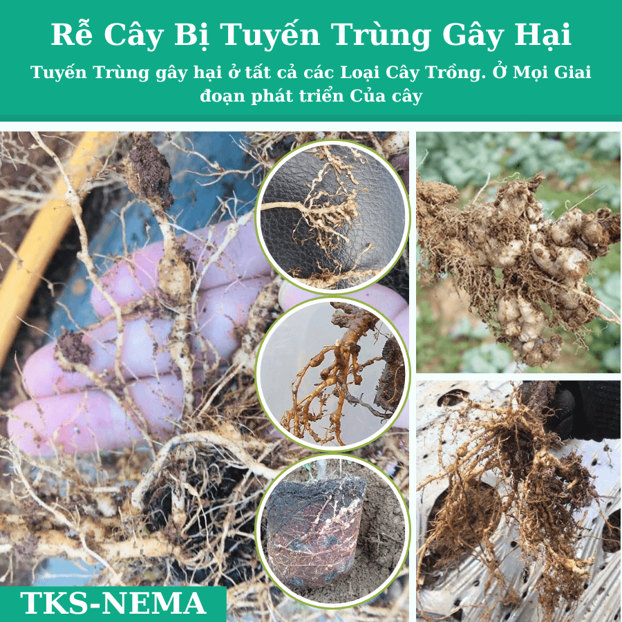 Đặc Trị Tuyến Trùng - Nấm Săn Tuyến Trùng - Bứu Rễ U Sưng