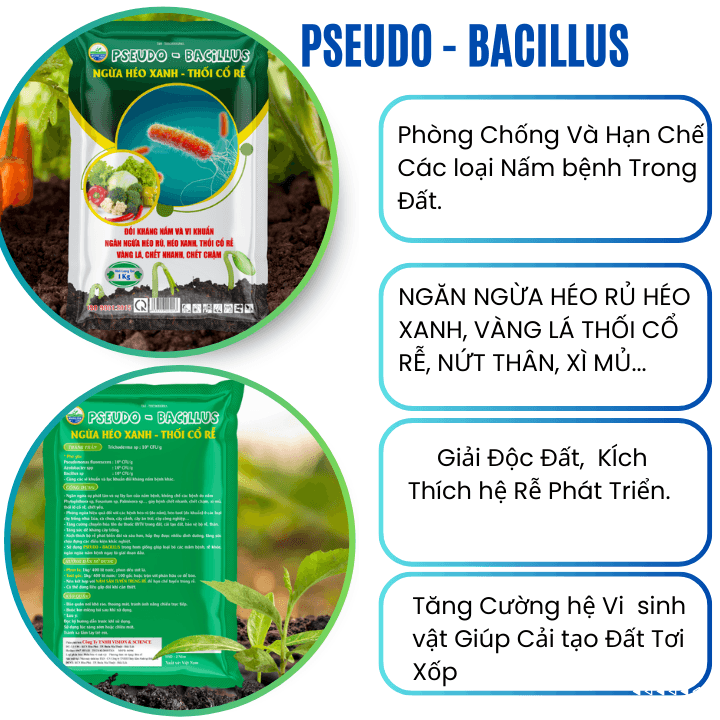 Pseudo Bacillus Trừ bệnh Héo Xanh, Vàng Lá, Thối Cổ Rễ Pseudo Bacillus Trừ bệnh Héo Xanh, Vàng Lá, Thối Cổ Rễ
