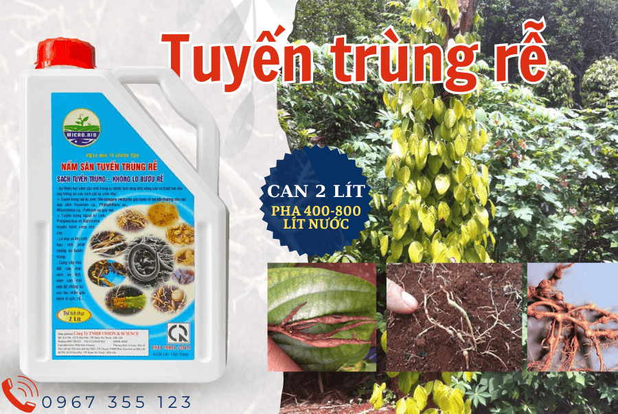 Phân Bón Vi Lượng TKS: Nấm Săn Tuyến Trùng Rễ