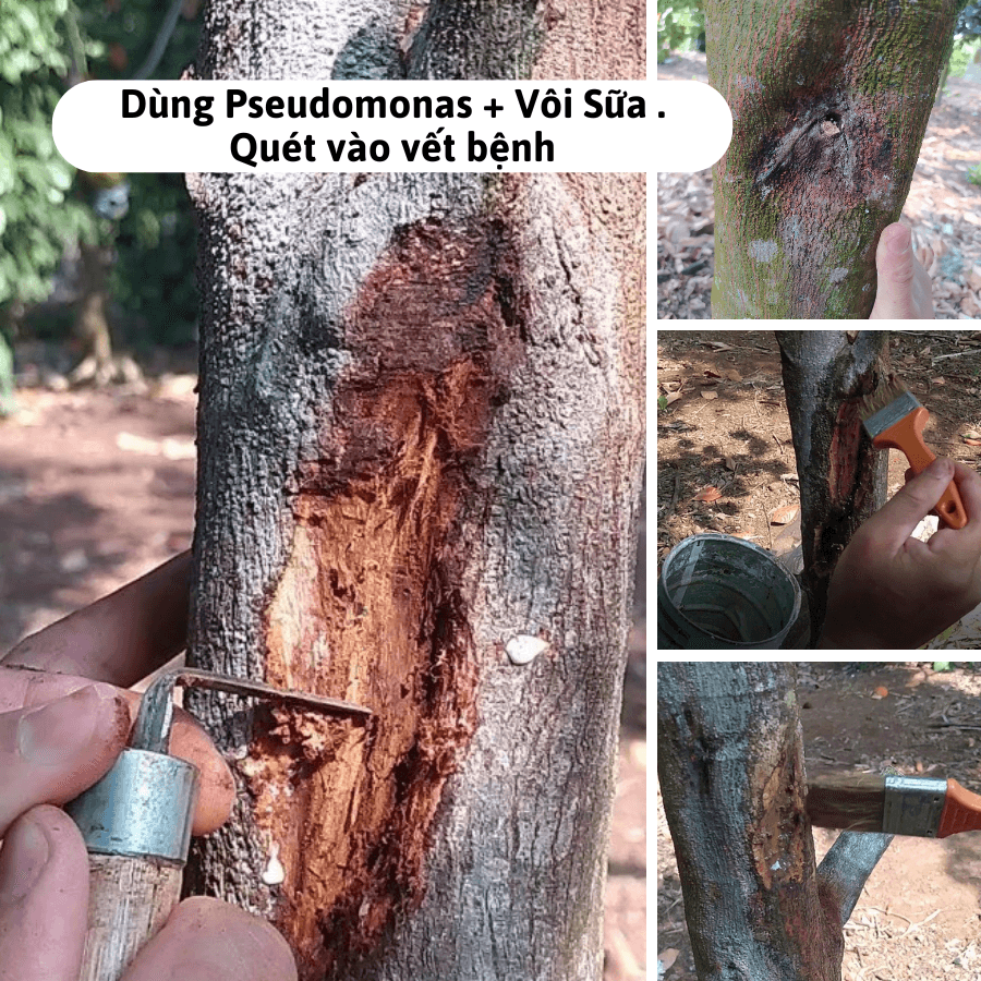 Thuốc Pseudo Bacillus Phòng Nấm, Vàng Lá, Thối Rễ - Chế Phẩm Sinh Học TKS