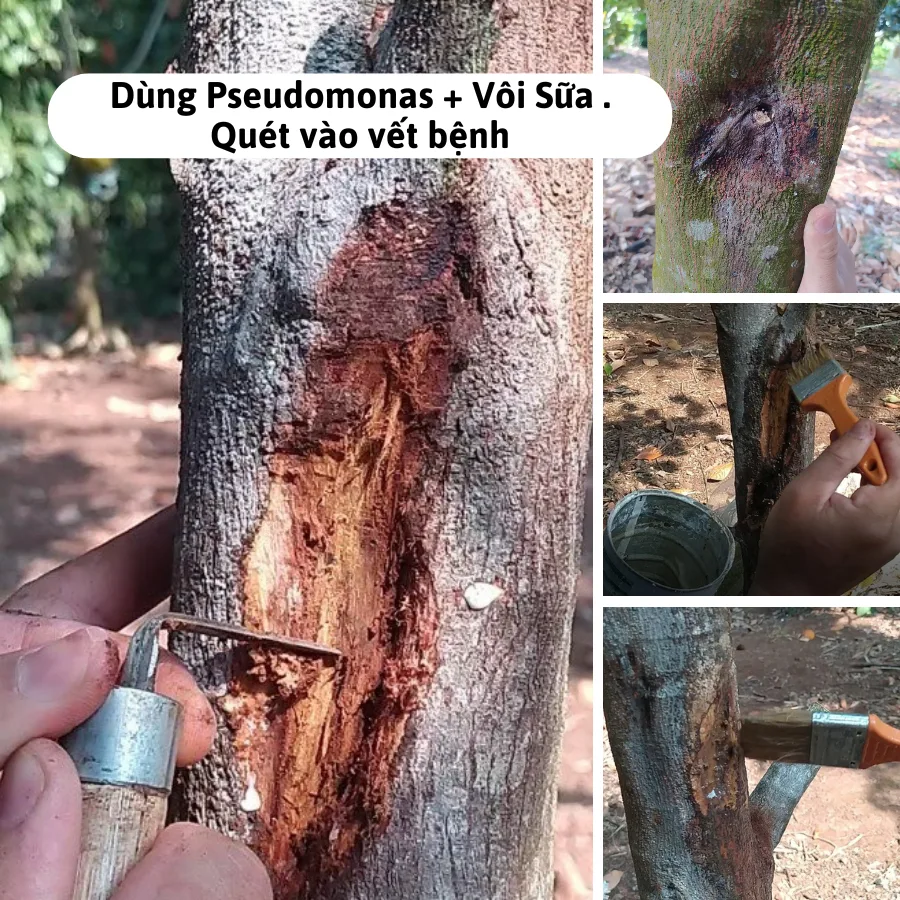 Thuốc Pseudo Bacillus Phòng Nấm, Vàng Lá, Thối Rễ - Chế Phẩm Sinh Học TKS