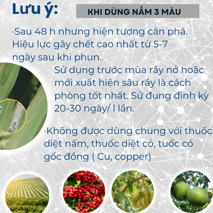 Nấm 3 Màu Bacillus TKS – Ngăn Chặn Cắn Phá Của Côn Trùng