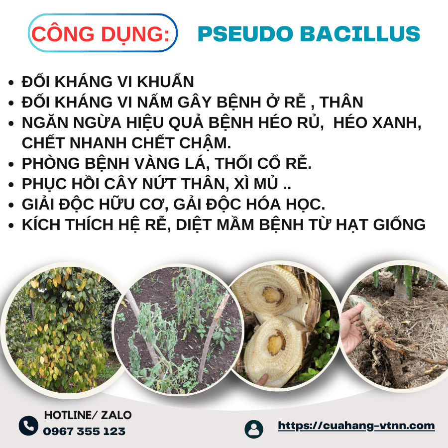 Pseudomonas Bacillus Phục Hồi Nứt Thân, Xì Mủ