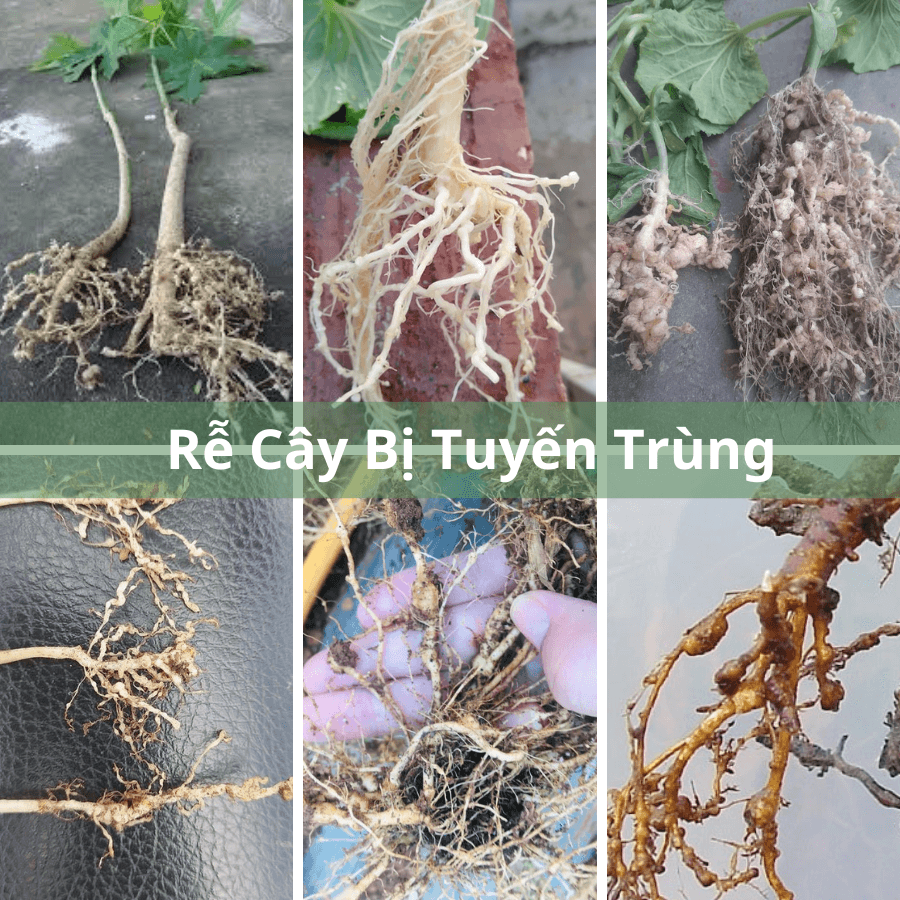 Phân Bón Vi Lượng TKS: Nấm Săn Tuyến Trùng Rễ