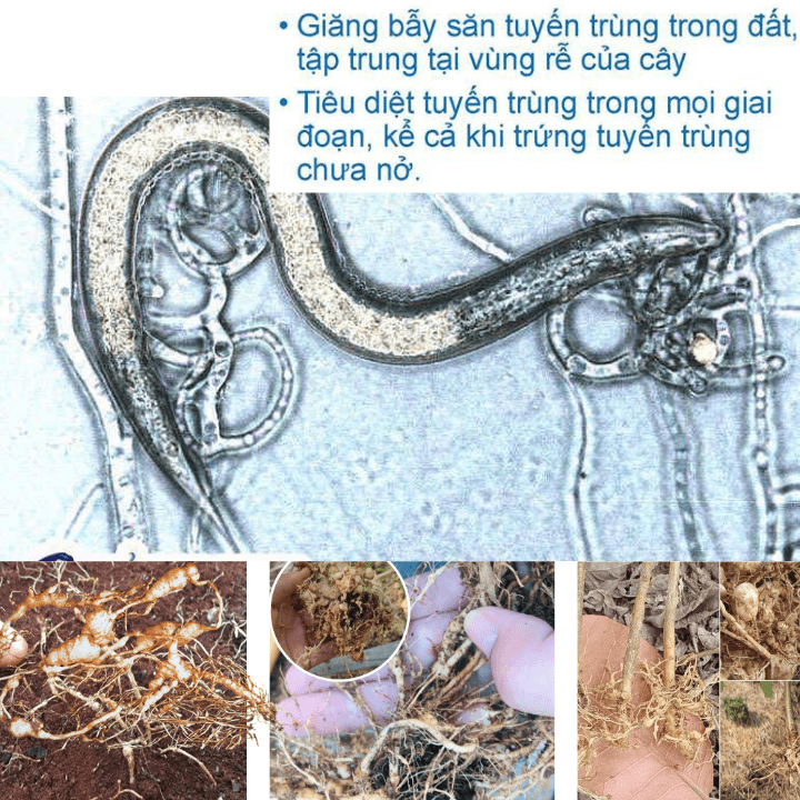 Đặc Trị Tuyến Trùng - Nấm Săn Tuyến Trùng - Bứu Rễ U Sưng