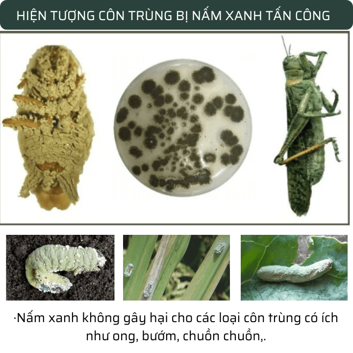 Phòng Trừ Rệp Sáp Và Côn Trùng Gây Hại: Nấm Xanh Metarhizium